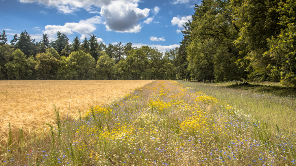 Mapping The Development Of Agroecology In Spain And Sweden AE4EU